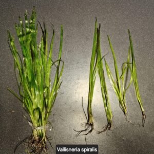 Vallisneria spiralis – loose