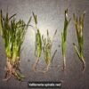 vallisneria spiralis red