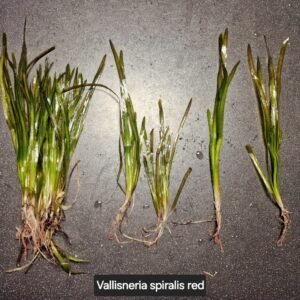 Vallisneria spiralis red – loose