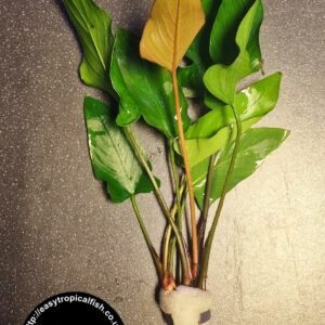 Anubias hastifolia – bunch