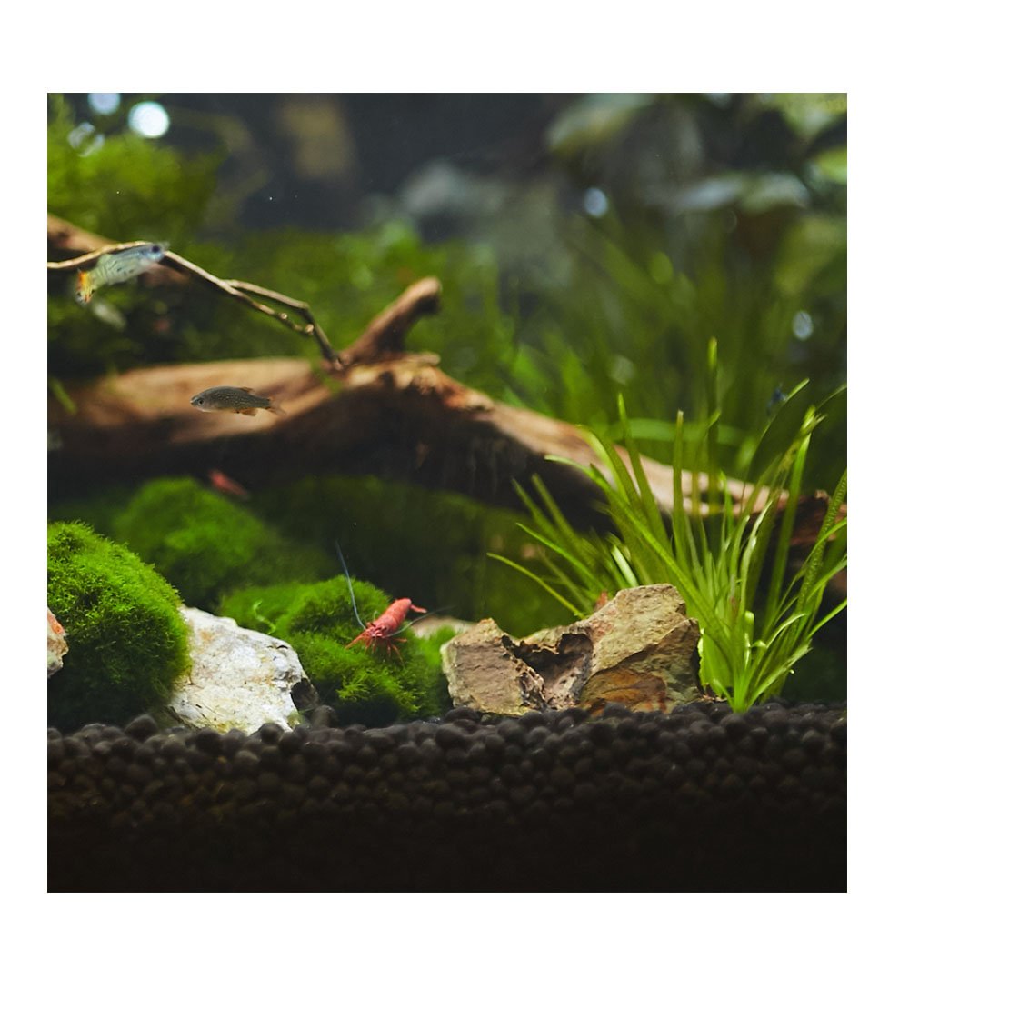 Seachem Aquasolum 2Kg - Image 3